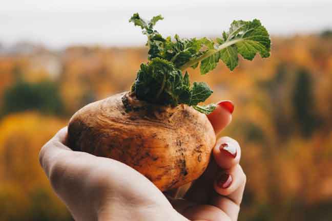 What is Maca Root Used for