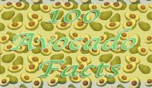 avocado facts