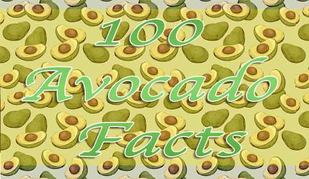 avocado facts